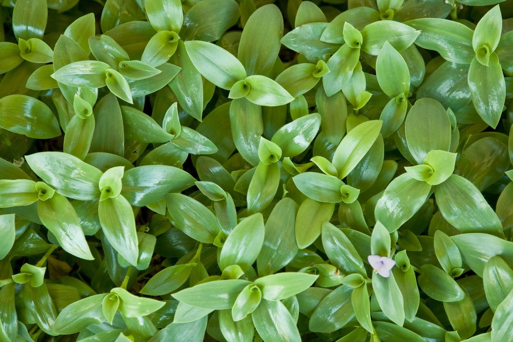 Wandering Jew A Garden Hazard For Your Pets I Raw Essentials