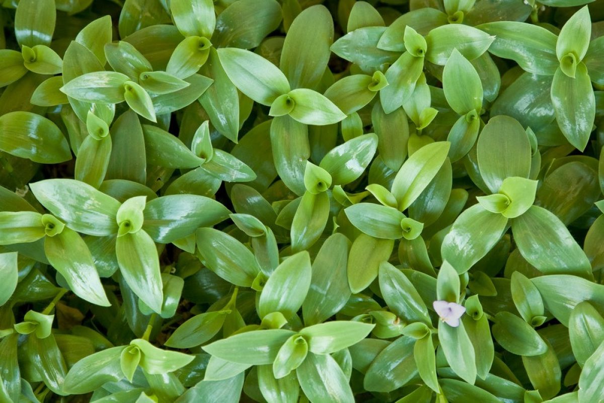 wandering jew poisonous to dogs